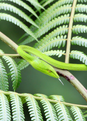 REPTILE - Big-eye Whip Snake (Ahaetulla mycterizans) - HALIMUN NATIONAL PARK JAVA BARAT INDONESIA (40).JPG