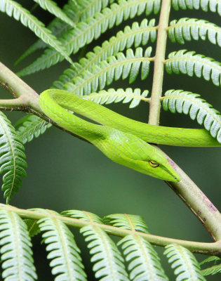 REPTILE - Big-eye Whip Snake (Ahaetulla mycterizans) - HALIMUN NATIONAL PARK JAVA BARAT INDONESIA (42).JPG