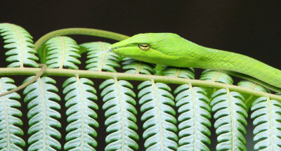 REPTILE - Big-eye Whip Snake (Ahaetulla mycterizans) - HALIMUN NATIONAL PARK JAVA BARAT INDONESIA (8).JPG