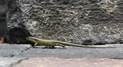 REPTILE - SKINK SPECIES - HALIMUN NATIONAL PARK JAVA BARAT INDONESIA (4).JPG