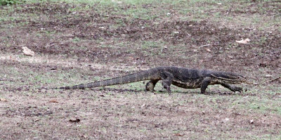 REPTILE - WATER MONITER LIZARD - UJUNG KULON NATIONAL PARK - JAVA BARAT INDONESIA (5).JPG