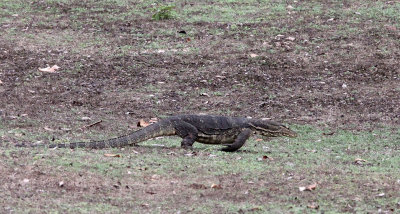 REPTILE - WATER MONITER LIZARD - UJUNG KULON NATIONAL PARK - JAVA BARAT INDONESIA (6).JPG