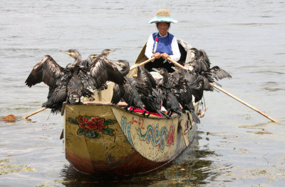 BIRD - CORMORANT - GREAT CORMORANT - LINDEN CENTER - XIZHOU VILLAGE YUNNAN CHINA (130).JPG