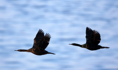 BIRD - CORMORANT - PELAGIC CORMORANT - HANASAKI CAPE - NEMURO PENINSULA - HOKKAIDO JAPAN (16).JPG