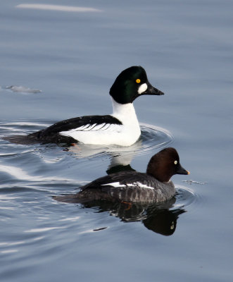 BIRD - DUCK - COMMON GOLDENEYE - RAUSU, SHIRETOKO PENINSULA & NATIONAL PARK - HOKKAIDO JAPAN (13).JPG