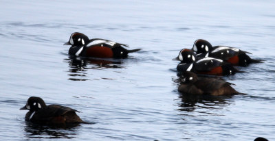 BIRD - DUCK - HARLEQUIN DUCK - RAUSU, SHIRETOKO PENINSULA & NATIONAL PARK - HOKKAIDO JAPAN (26).JPG