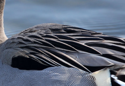 BIRD - DUCK - NORTHERN PINTAIL - ABASHIRI HOKKAIDO JAPAN (2).JPG