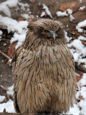 BIRD - OWL - BLAKISTON'S FISH OWL - YOROUSHI ONSEN DAIICHI LODGE, HOKKAIDO JAPAN (26).JPG