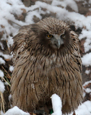 BIRD - OWL - BLAKISTON'S FISH OWL - YOROUSHI ONSEN DAIICHI LODGE, HOKKAIDO JAPAN (40).JPG