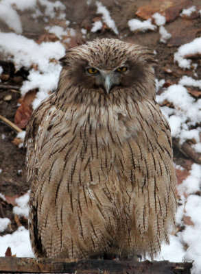 BIRD - OWL - BLAKISTON'S FISH OWL - YOROUSHI ONSEN DAIICHI LODGE, HOKKAIDO JAPAN (9).JPG