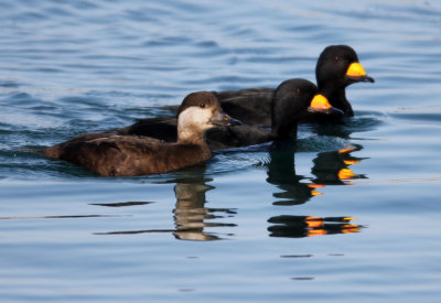 BIRD - SCOTER - BLACK SCOTER - HANASAKI HARBOR, NEMURO PENINSULA, HOKKAIDO (3).JPG