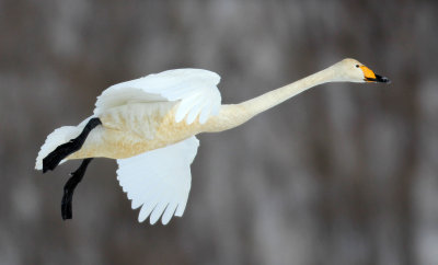 BIRD - SWAN - WHOOPER SWAN - AKAN INTERNATIONAL CRANE CENTER - HOKKAIDO JAPAN (19).JPG