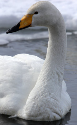 BIRD - SWAN - WHOOPER SWAN - KUSSHARO LAKE - HOKKAIDO JAPAN (5).JPG