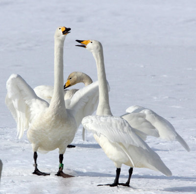 BIRD - SWAN - WHOOPER SWAN - KUSSHARO LAKE - HOKKAIDO JAPAN (52).JPG