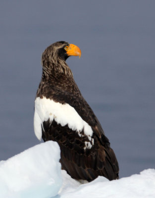 BIRD - EAGLE - STELLER'S SEA EAGLE -  NOTSUKE PENINSULA, HOKKAIOD JAPAN (11).JPG
