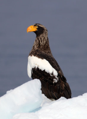 BIRD - EAGLE - STELLER'S SEA EAGLE -  NOTSUKE PENINSULA, HOKKAIOD JAPAN (12).JPG