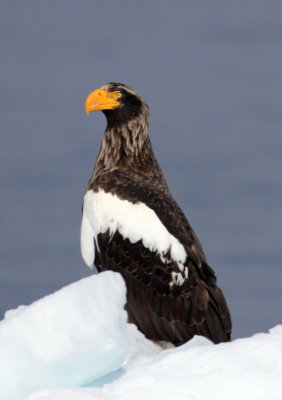 BIRD - EAGLE - STELLER'S SEA EAGLE -  NOTSUKE PENINSULA, HOKKAIOD JAPAN (15).JPG