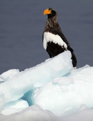 BIRD - EAGLE - STELLER'S SEA EAGLE -  NOTSUKE PENINSULA, HOKKAIOD JAPAN (5).JPG