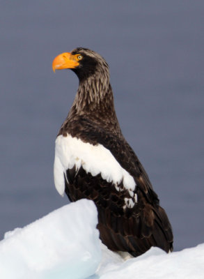 BIRD - EAGLE - STELLER'S SEA EAGLE -  NOTSUKE PENINSULA, HOKKAIOD JAPAN (6).JPG