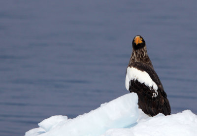 BIRD - EAGLE - STELLER'S SEA EAGLE - NOTSUKE PENINSULA - HOKKAIDO JAPAN (4).JPG