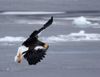 BIRD - EAGLE - STELLER'S SEA EAGLE - RAUSU, SHIRETOKO PENINSULA & NATIONAL PARK - HOKKAIDO JAPAN (104).JPG