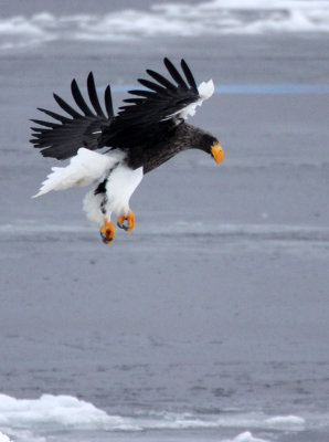BIRD - EAGLE - STELLER'S SEA EAGLE - RAUSU, SHIRETOKO PENINSULA & NATIONAL PARK - HOKKAIDO JAPAN (105).JPG