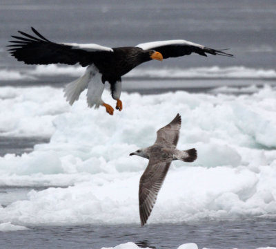 BIRD - EAGLE - STELLER'S SEA EAGLE - RAUSU, SHIRETOKO PENINSULA & NATIONAL PARK - HOKKAIDO JAPAN (18).JPG