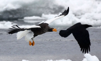 BIRD - EAGLE - STELLER'S SEA EAGLE - RAUSU, SHIRETOKO PENINSULA & NATIONAL PARK - HOKKAIDO JAPAN (24).JPG