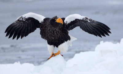 BIRD - EAGLE - STELLER'S SEA EAGLE - RAUSU, SHIRETOKO PENINSULA & NATIONAL PARK - HOKKAIDO JAPAN (3).JPG