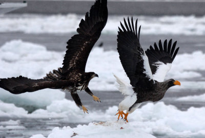 BIRD - EAGLE - STELLER'S SEA EAGLE - RAUSU, SHIRETOKO PENINSULA & NATIONAL PARK - HOKKAIDO JAPAN (32).JPG