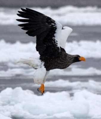 BIRD - EAGLE - STELLER'S SEA EAGLE - RAUSU, SHIRETOKO PENINSULA & NATIONAL PARK - HOKKAIDO JAPAN (33).JPG