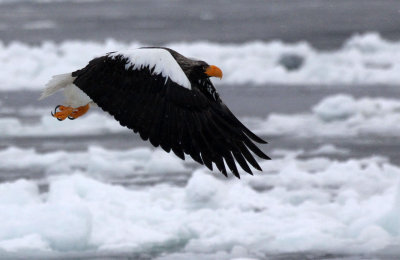 BIRD - EAGLE - STELLER'S SEA EAGLE - RAUSU, SHIRETOKO PENINSULA & NATIONAL PARK - HOKKAIDO JAPAN (34).JPG