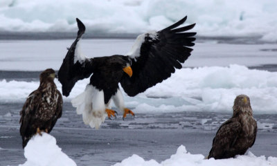 BIRD - EAGLE - STELLER'S SEA EAGLE - RAUSU, SHIRETOKO PENINSULA & NATIONAL PARK - HOKKAIDO JAPAN (42).JPG