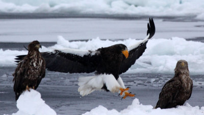 BIRD - EAGLE - STELLER'S SEA EAGLE - RAUSU, SHIRETOKO PENINSULA & NATIONAL PARK - HOKKAIDO JAPAN (43).JPG