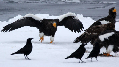 BIRD - EAGLE - STELLER'S SEA EAGLE - RAUSU, SHIRETOKO PENINSULA & NATIONAL PARK - HOKKAIDO JAPAN (47).JPG