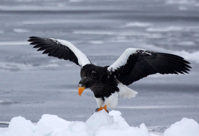 BIRD - EAGLE - STELLER'S SEA EAGLE - RAUSU, SHIRETOKO PENINSULA & NATIONAL PARK - HOKKAIDO JAPAN (55).JPG