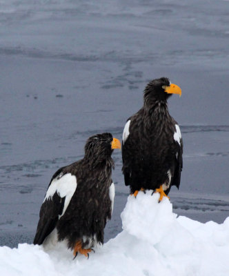 BIRD - EAGLE - STELLER'S SEA EAGLE - RAUSU, SHIRETOKO PENINSULA & NATIONAL PARK - HOKKAIDO JAPAN (57).JPG