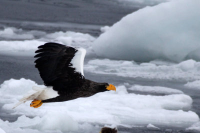 BIRD - EAGLE - STELLER'S SEA EAGLE - RAUSU, SHIRETOKO PENINSULA & NATIONAL PARK - HOKKAIDO JAPAN (58).JPG