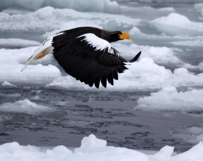 BIRD - EAGLE - STELLER'S SEA EAGLE - RAUSU, SHIRETOKO PENINSULA & NATIONAL PARK - HOKKAIDO JAPAN (59).JPG