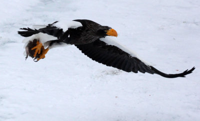 BIRD - EAGLE - STELLER'S SEA EAGLE - RAUSU, SHIRETOKO PENINSULA & NATIONAL PARK - HOKKAIDO JAPAN (67).JPG