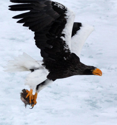 BIRD - EAGLE - STELLER'S SEA EAGLE - RAUSU, SHIRETOKO PENINSULA & NATIONAL PARK - HOKKAIDO JAPAN (68).JPG