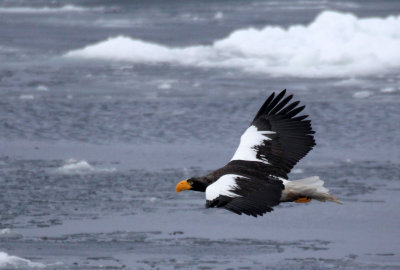 BIRD - EAGLE - STELLER'S SEA EAGLE - RAUSU, SHIRETOKO PENINSULA & NATIONAL PARK - HOKKAIDO JAPAN (77).JPG