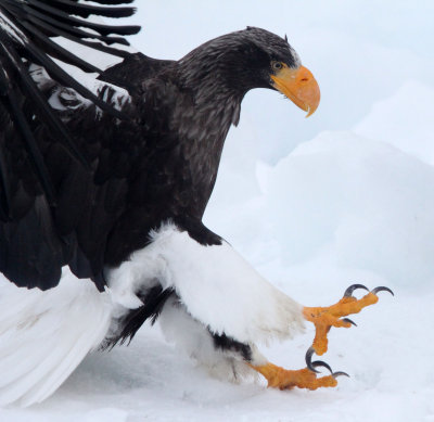 BIRD - EAGLE - STELLER'S SEA EAGLE - RAUSU, SHIRETOKO PENINSULA & NATIONAL PARK - HOKKAIDO JAPAN (8).JPG