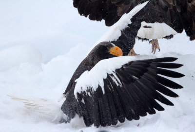 BIRD - EAGLE - STELLER'S SEA EAGLE - RAUSU, SHIRETOKO PENINSULA & NATIONAL PARK - HOKKAIDO JAPAN (9).JPG