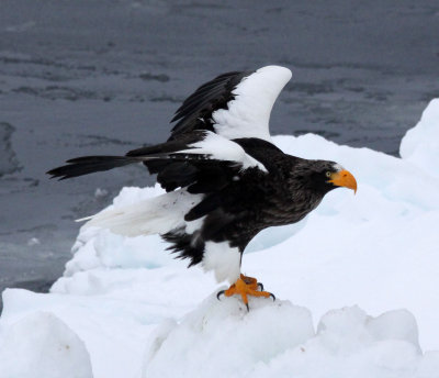 BIRD - EAGLE - STELLER'S SEA EAGLE - RAUSU, SHIRETOKO PENINSULA & NATIONAL PARK - HOKKAIDO JAPAN (91).JPG