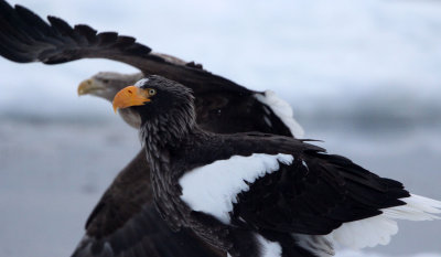 BIRD - EAGLE - STELLER'S SEA EAGLE - RAUSU, SHIRETOKO PENINSULA & NATIONAL PARK, HOKKAIDO JAPAN (120).JPG