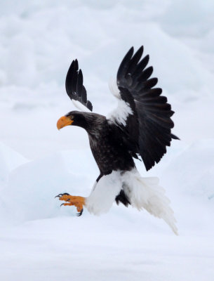 BIRD - EAGLE - STELLERS SEA EAGLE - RAUSU, SHIRETOKO PENINSULA & NATIONAL PARK, HOKKAIDO JAPAN (133).JPG