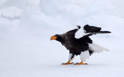 BIRD - EAGLE - STELLER'S SEA EAGLE - RAUSU, SHIRETOKO PENINSULA & NATIONAL PARK, HOKKAIDO JAPAN (137).JPG