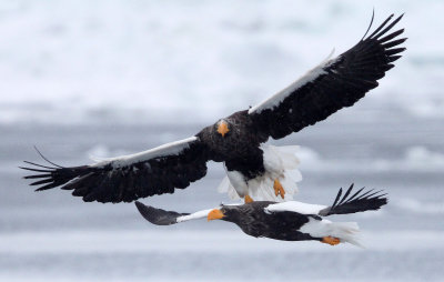 BIRD - EAGLE - STELLER'S SEA EAGLE - RAUSU, SHIRETOKO PENINSULA & NATIONAL PARK, HOKKAIDO JAPAN (161).jpg