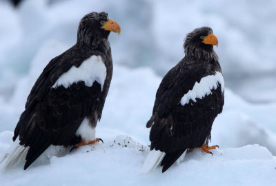 BIRD - EAGLE - STELLER'S SEA EAGLE - RAUSU, SHIRETOKO PENINSULA & NATIONAL PARK, HOKKAIDO JAPAN (76).JPG